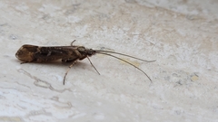 Limnephilus auricula