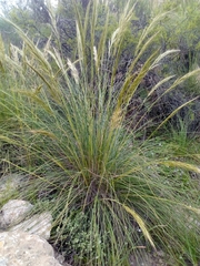 Macrochloa tenacissima