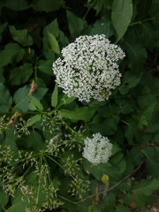 Aegopodium