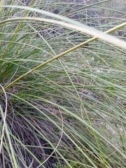 Macrochloa tenacissima