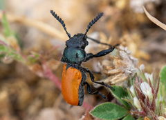 Labidostomis taxicornis