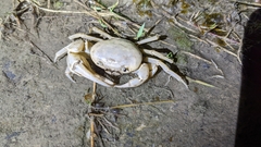 Geothelphusa cinerea