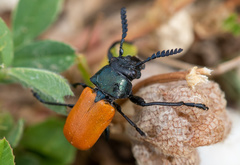 Labidostomis taxicornis