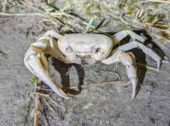 Geothelphusa cinerea