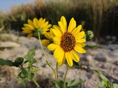 Helianthus annuus