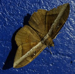 Hemeroblemma opigena