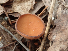 Dumontinia tuberosa