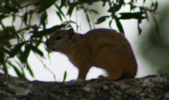 Paraxerus cepapi cepapi