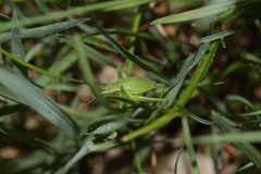 Isophya camptoxypha