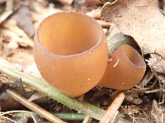 Dumontinia tuberosa