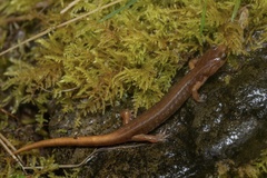 Plethodon vandykei