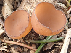Dumontinia tuberosa