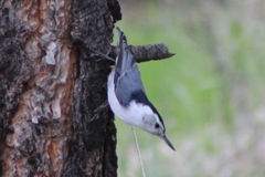 Sitta carolinensis tenuissima