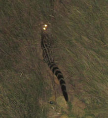 Genetta tigrina tigrina