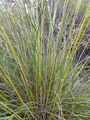 Macrochloa tenacissima