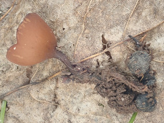 Dumontinia tuberosa