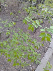Euonymus verrucosus