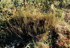 Restio albotuberculatus