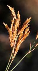 Restio albotuberculatus