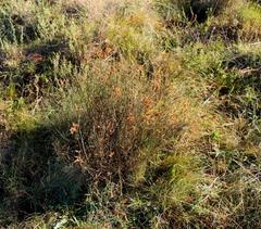 Restio albotuberculatus