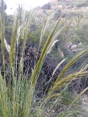 Macrochloa tenacissima