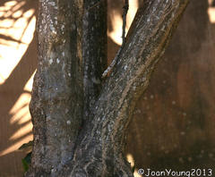 Dracaena concinna