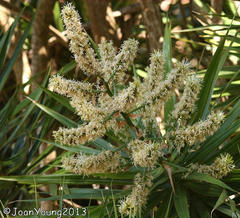 Dracaena concinna