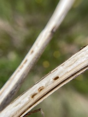 Antistrophus