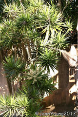 Dracaena concinna
