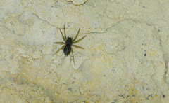 Lycosoides coarctata