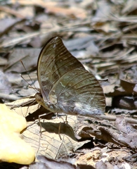 Bebearia sophus audeoudi