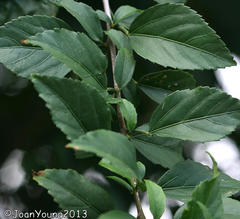 Hibiscus schizopetalus