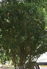 Hibiscus schizopetalus