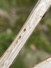 Antistrophus