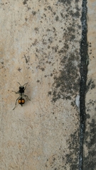 Hoplomutilla spinosa