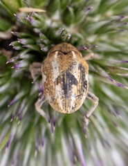 Larinus onopordi