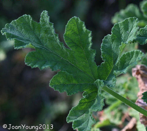 Pelargonium panduriforme 2