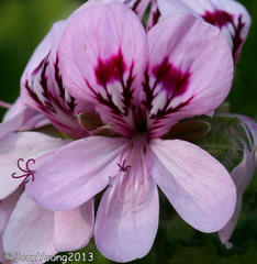 Pelargonium panduriforme