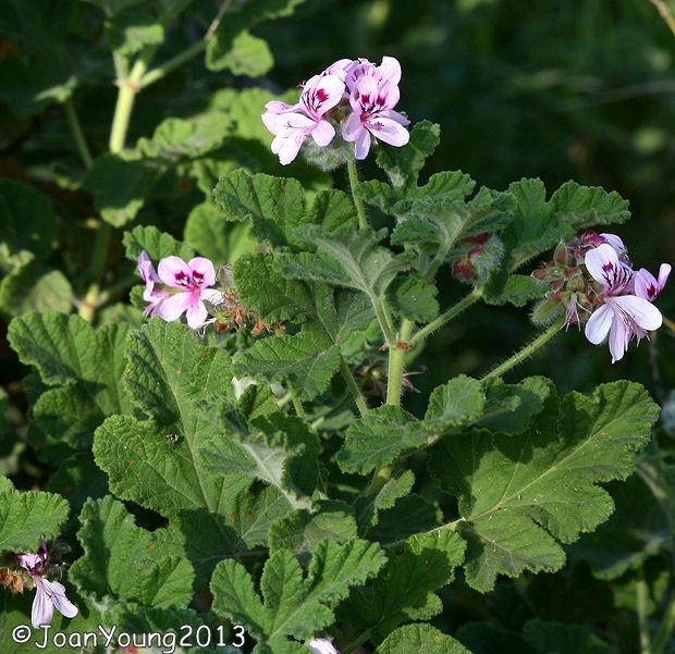 Pelargonium panduriforme