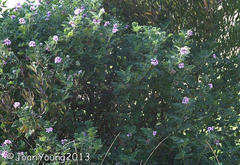 Pelargonium panduriforme