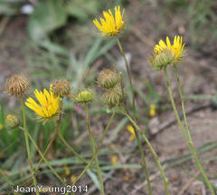 Berkheya speciosa speciosa