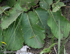 Berkheya speciosa speciosa