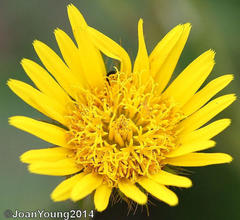 Berkheya speciosa speciosa