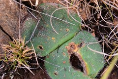 Haemanthus humilis