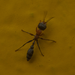 Pseudomyrmex gracilis