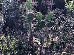 Opuntia arechavaletae