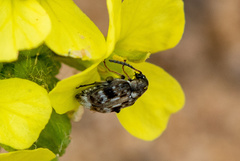 Bruchidius bimaculatus