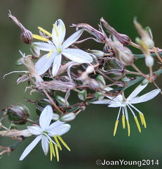 Chlorophytum saundersiae