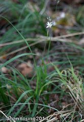 Chlorophytum saundersiae