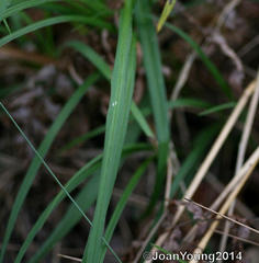Chlorophytum saundersiae